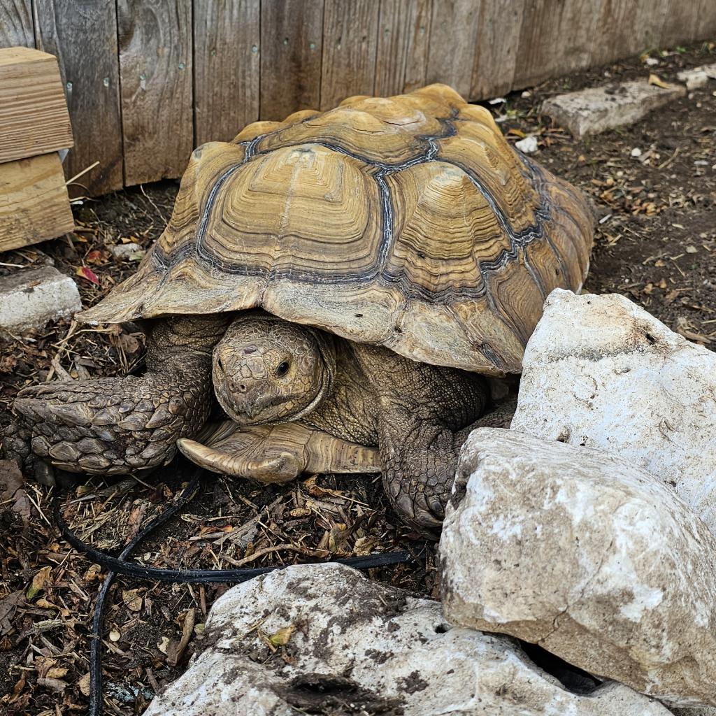 Gregory is available for adoption at Central Texas Tortoise Rescue