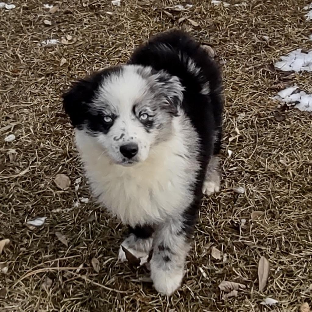 Blue merle aussie sales adoption