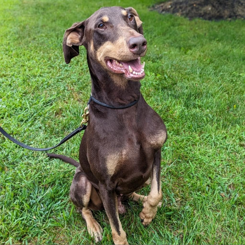 Doberman pinscher greyhound mix top