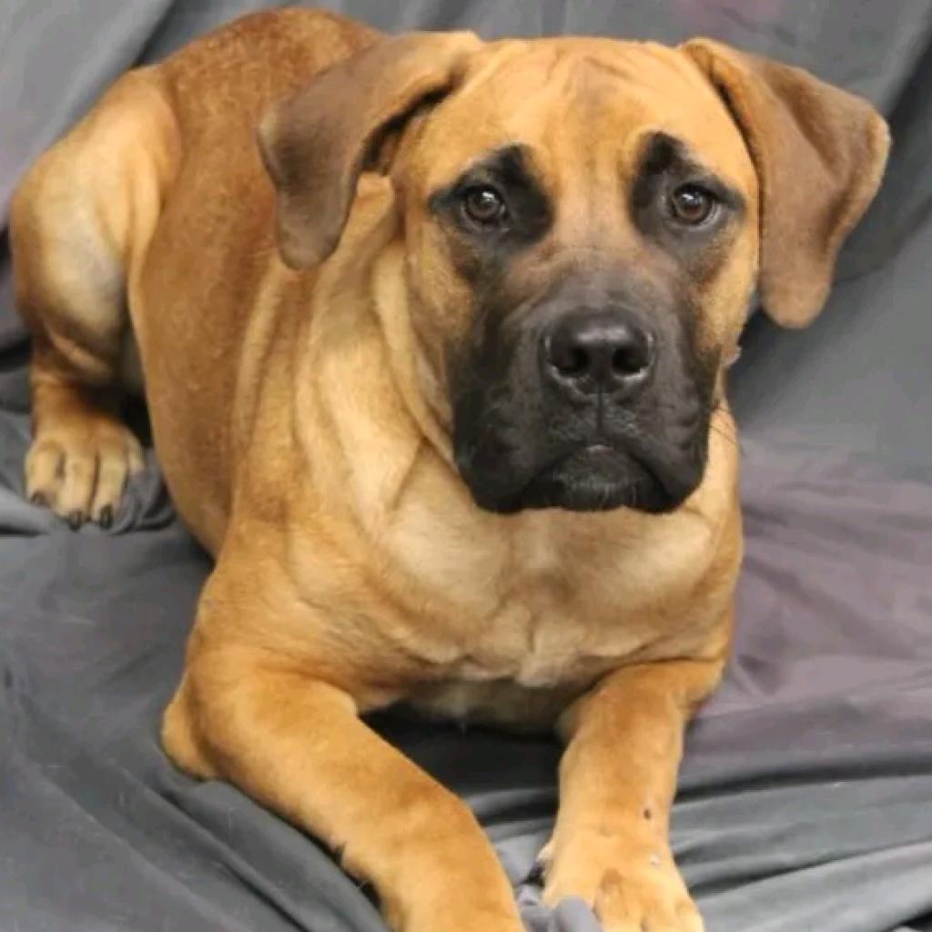 Happy go store lucky mastiff rescue