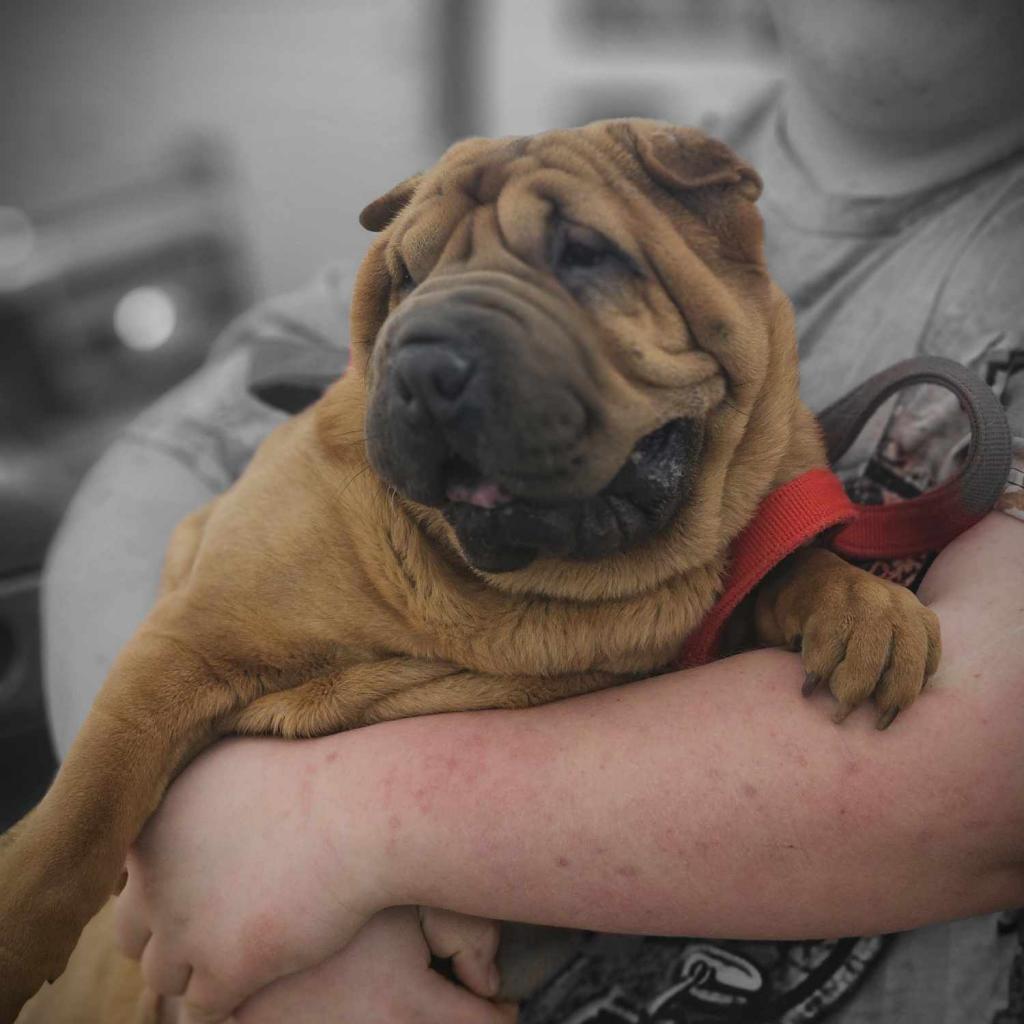 Shar pei dog fashion rescue