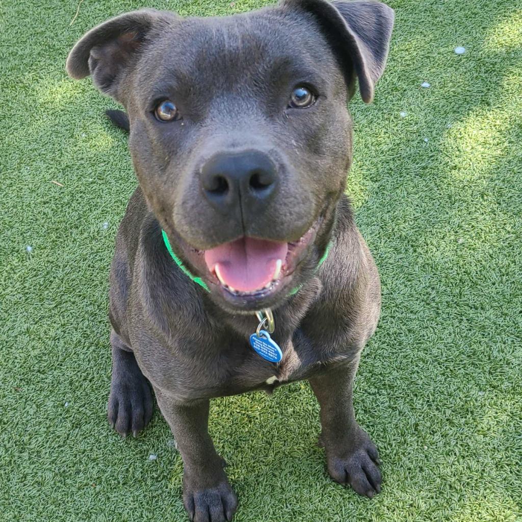 Jelly Roll is available for adoption at Alone No More Dog Rescue