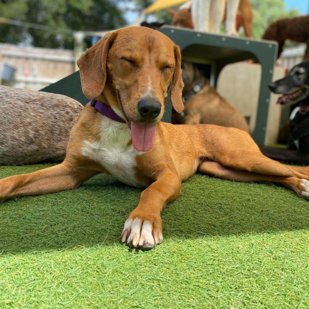 beagle redbone coonhound mix