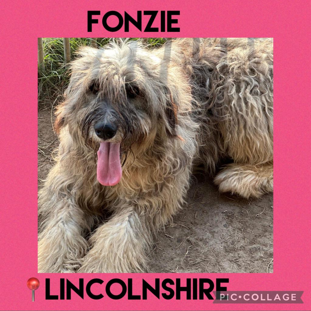 Fonzie is available for adoption at The Biggies' League