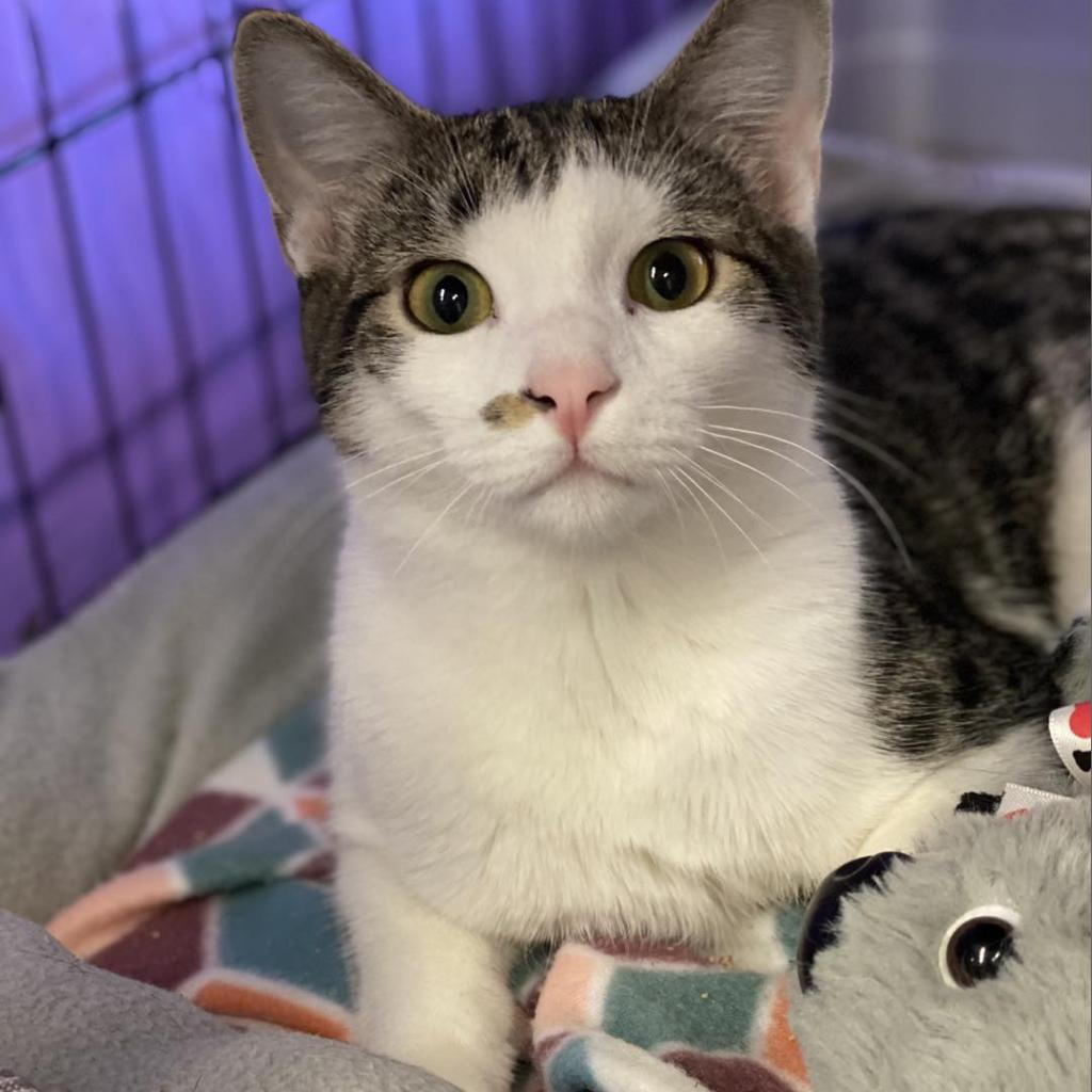 Captain Hook is available for adoption at Whiskers