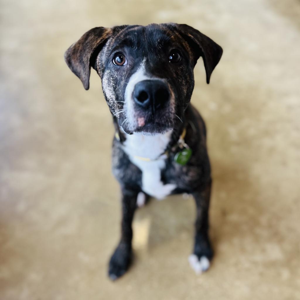 Dog for adoption - Tucker, a Mixed Breed in Deerfield, WI