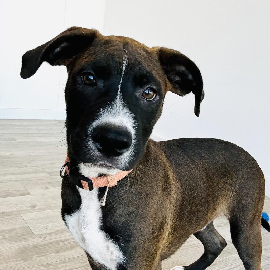 Dog for adoption - Tucker, a Mixed Breed in Deerfield, WI