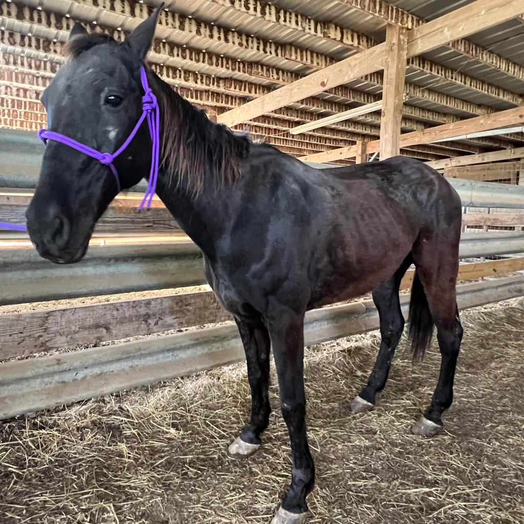 Cam is available for adoption at Horse Plus Humane Society