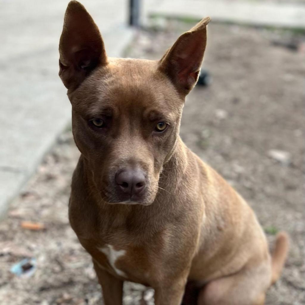 Paws humane adoptable dogs best sale