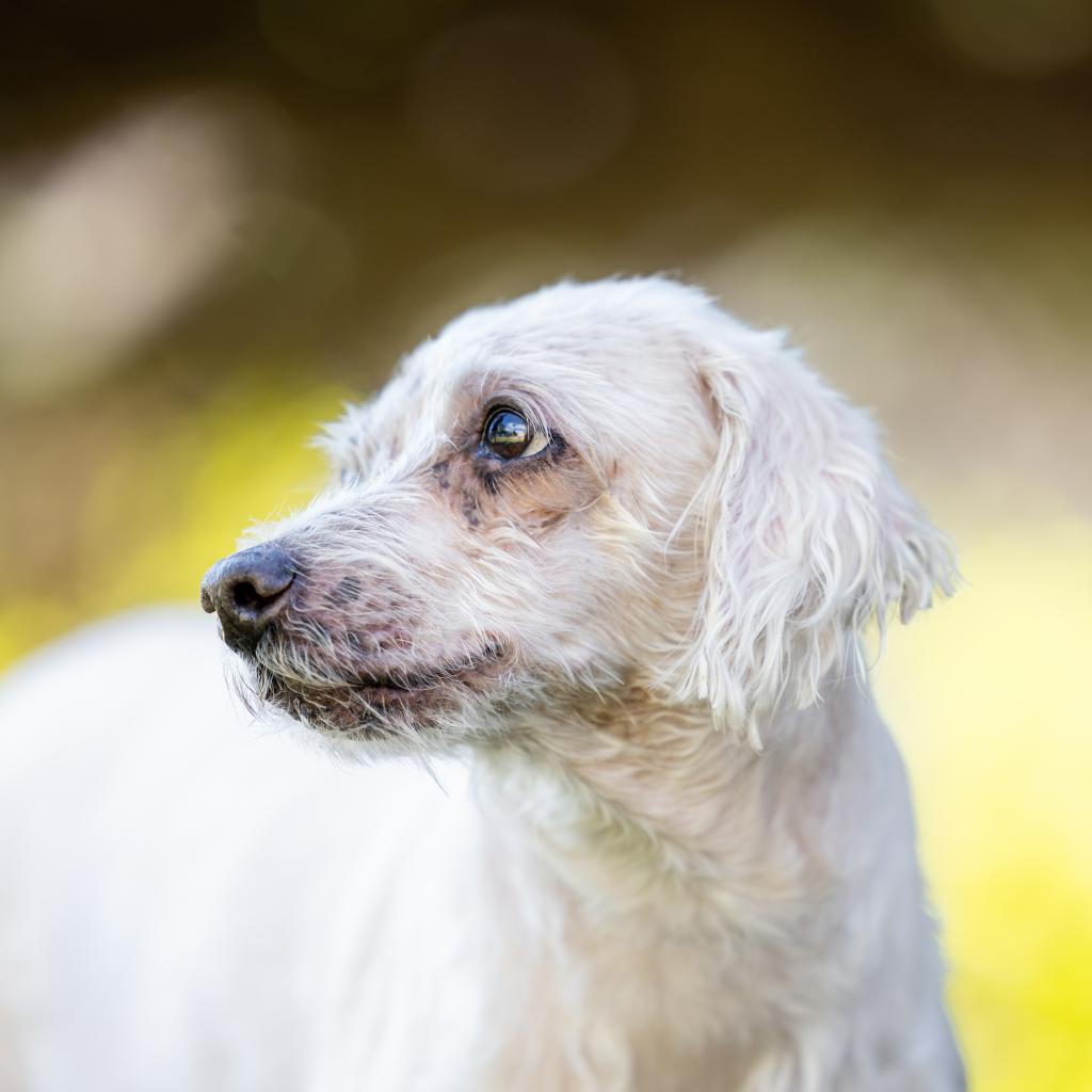 Silver muzzle hotsell adoptable dogs