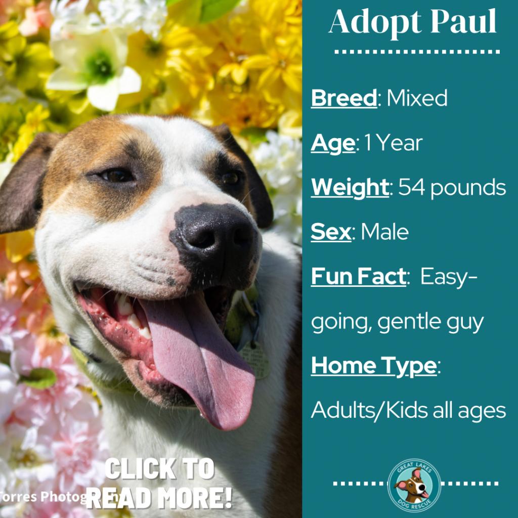 Paul is available for adoption at Great Lakes Dog Rescue