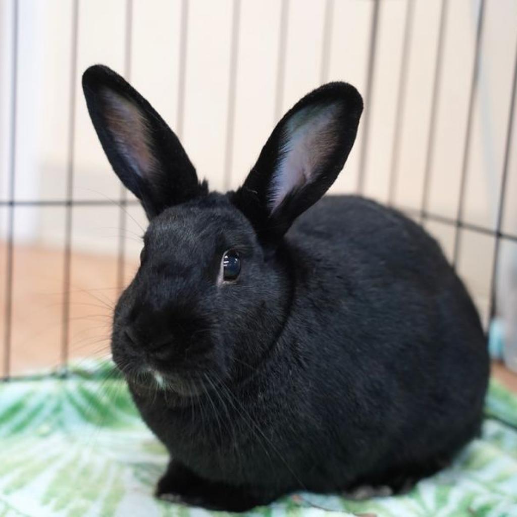 Zeppole is available for adoption at House Rabbit Society