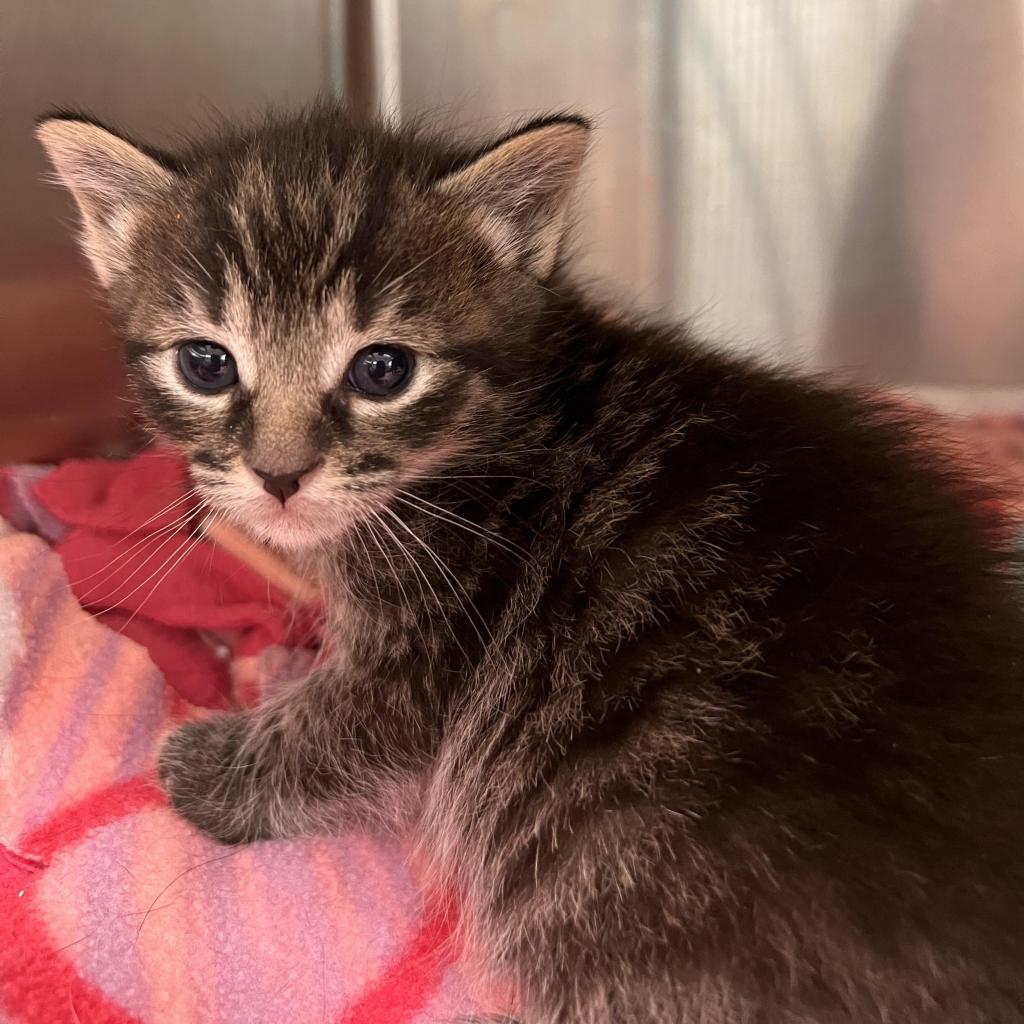 Beluga: Adoptable Male Cat in Wichita, KS