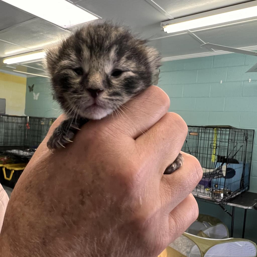 Beluga: Adoptable Male Cat in Wichita, KS