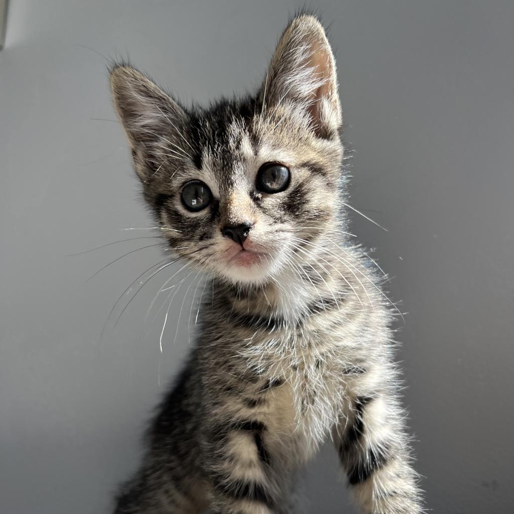 Beluga: Adoptable Male Cat in Wichita, KS