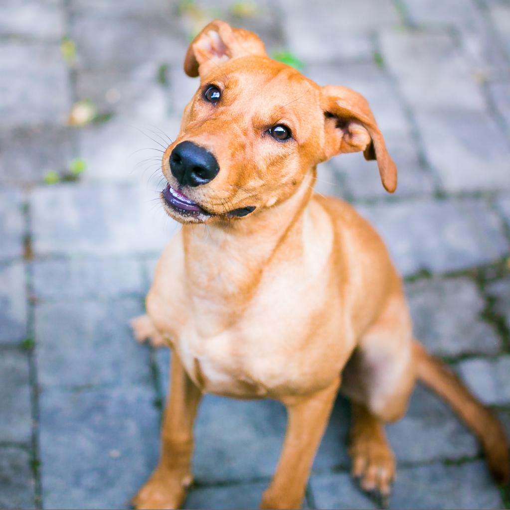 Fern is available for adoption at City Dogs City Kitties Rescue