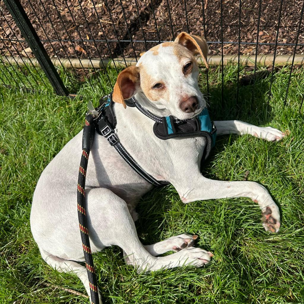 Flick D16618 is available for adoption at The Bond Between