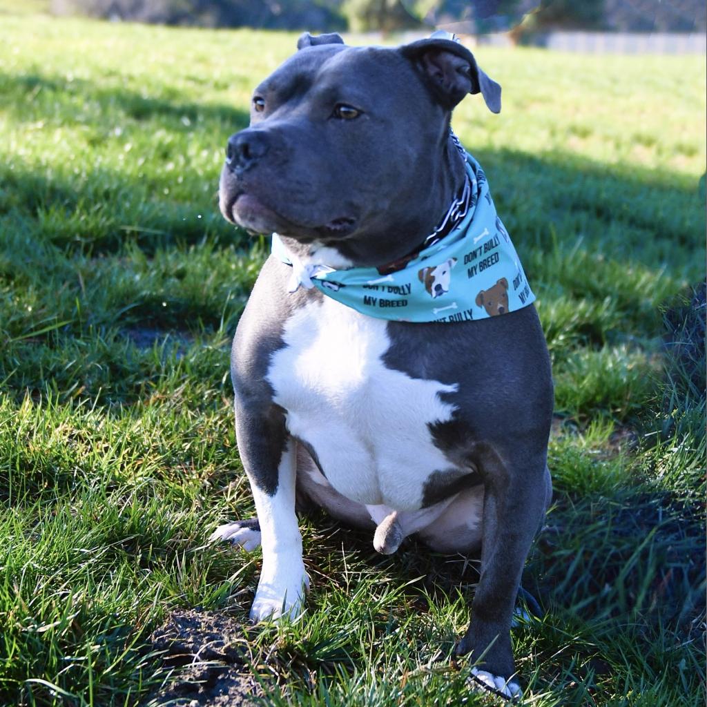 Gage is available for adoption at California Bully Rescue