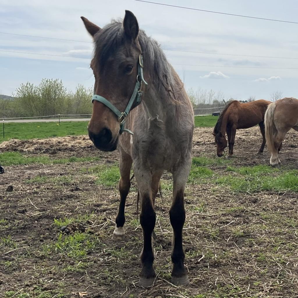 Indy (USS Indianapolis) is available for adoption at Pony Tales Refuge