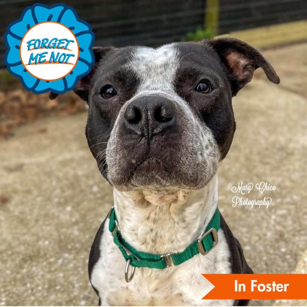 Spca foster retailer dogs