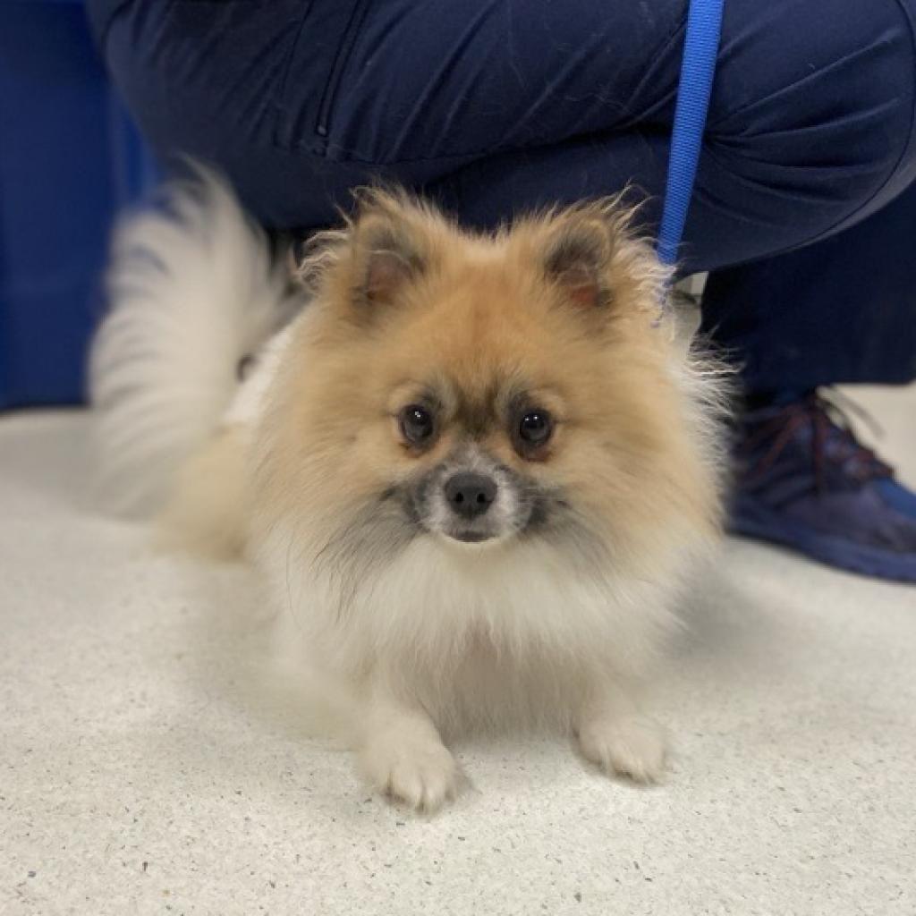 Spca pomeranian shops adoption