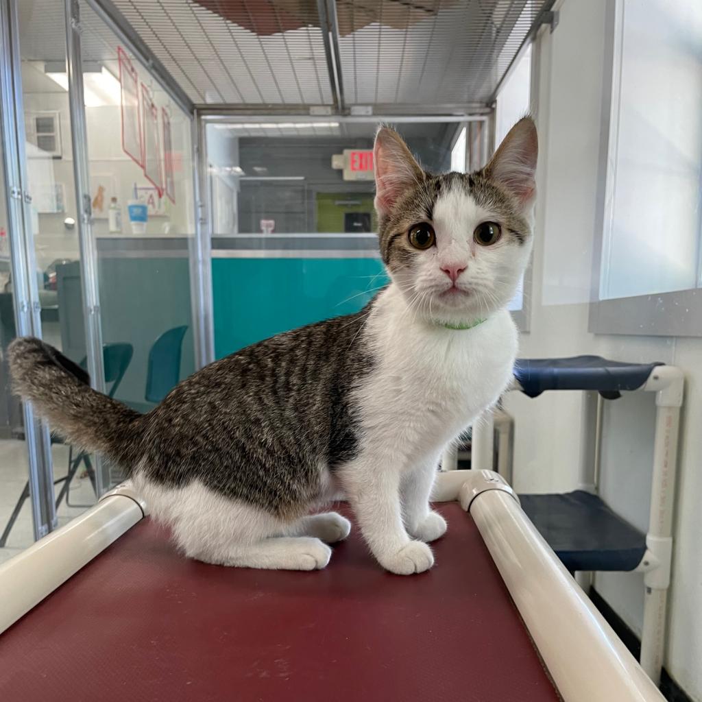 Cat for adoption - Kittens are at PetSmart!!, a Domestic Long Hair &  Domestic Short Hair Mix in Norman, OK