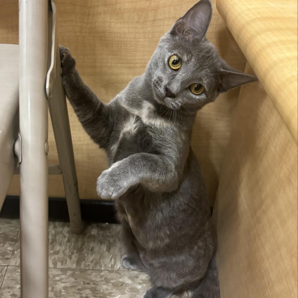 Cat for adoption - Kittens are at PetSmart!!, a Domestic Long Hair &  Domestic Short Hair Mix in Norman, OK