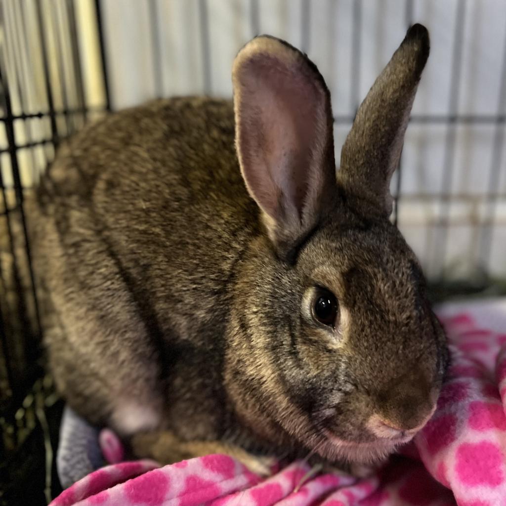 Tapatio Is Available For Adoption At Georgia House Rabbit Society