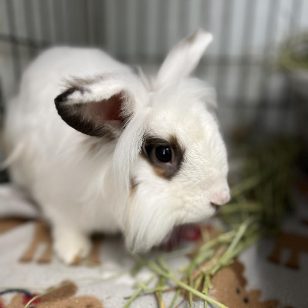 Mello Yello Is Available For Adoption At Georgia House Rabbit Society