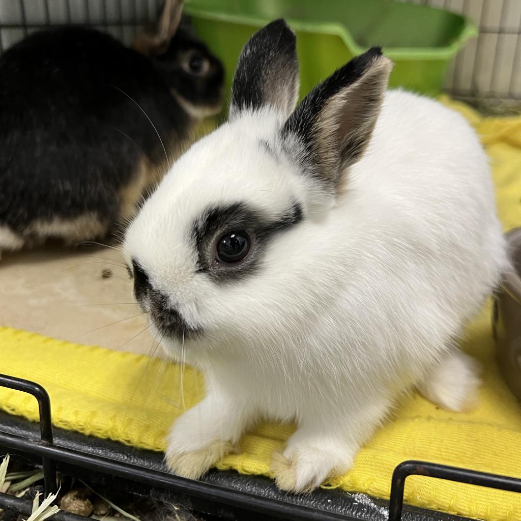 Screech Is Available For Adoption At Georgia House Rabbit Society