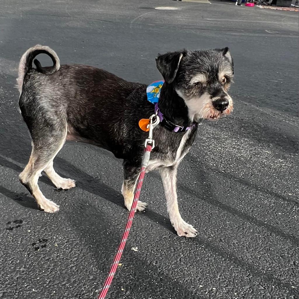 Grandma Mary LL is available for adoption at Grateful Hearts Senior Dog Rescue