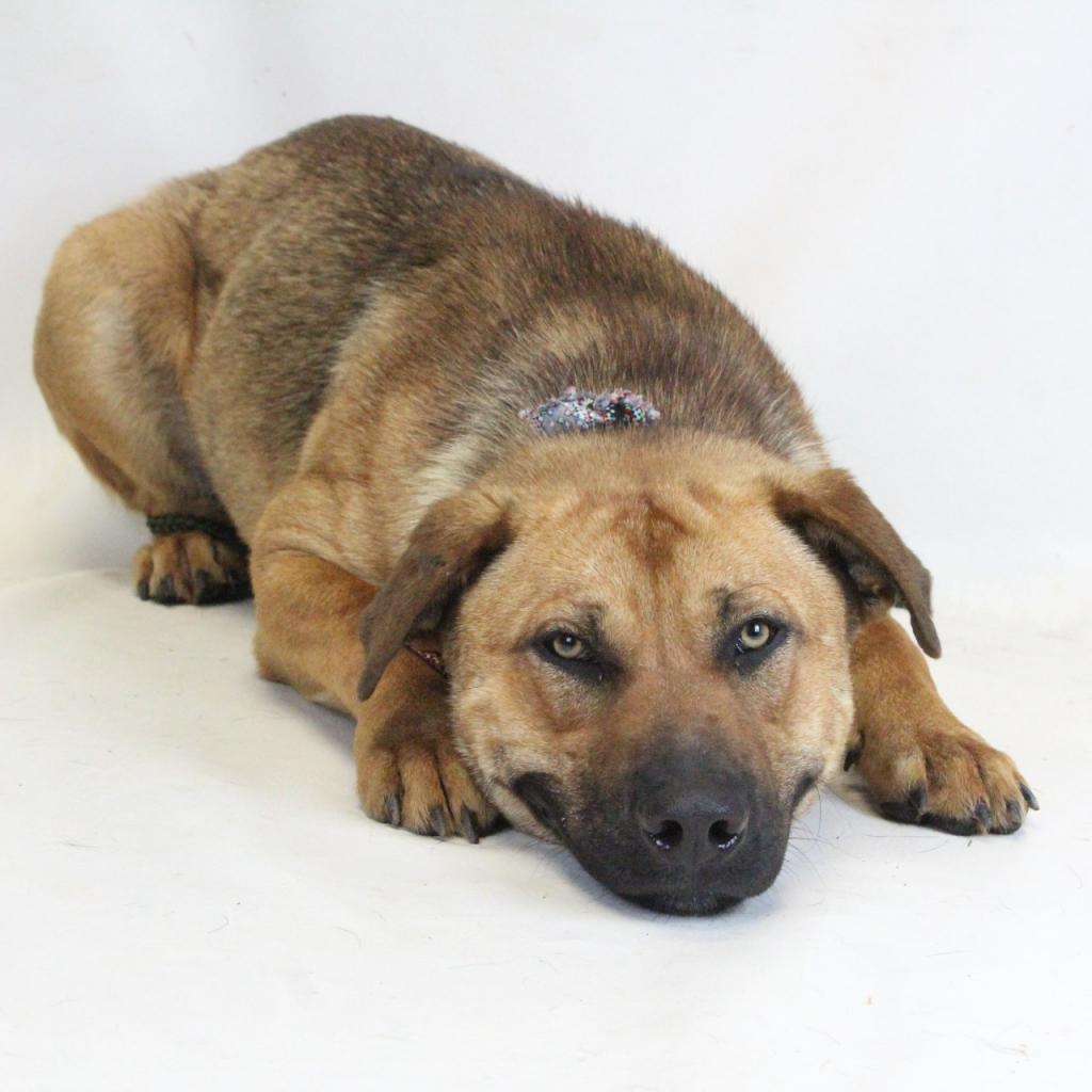 Lovable mutts shop adoption center
