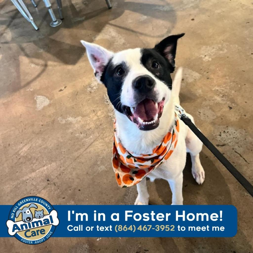 Foster shelters near sales me