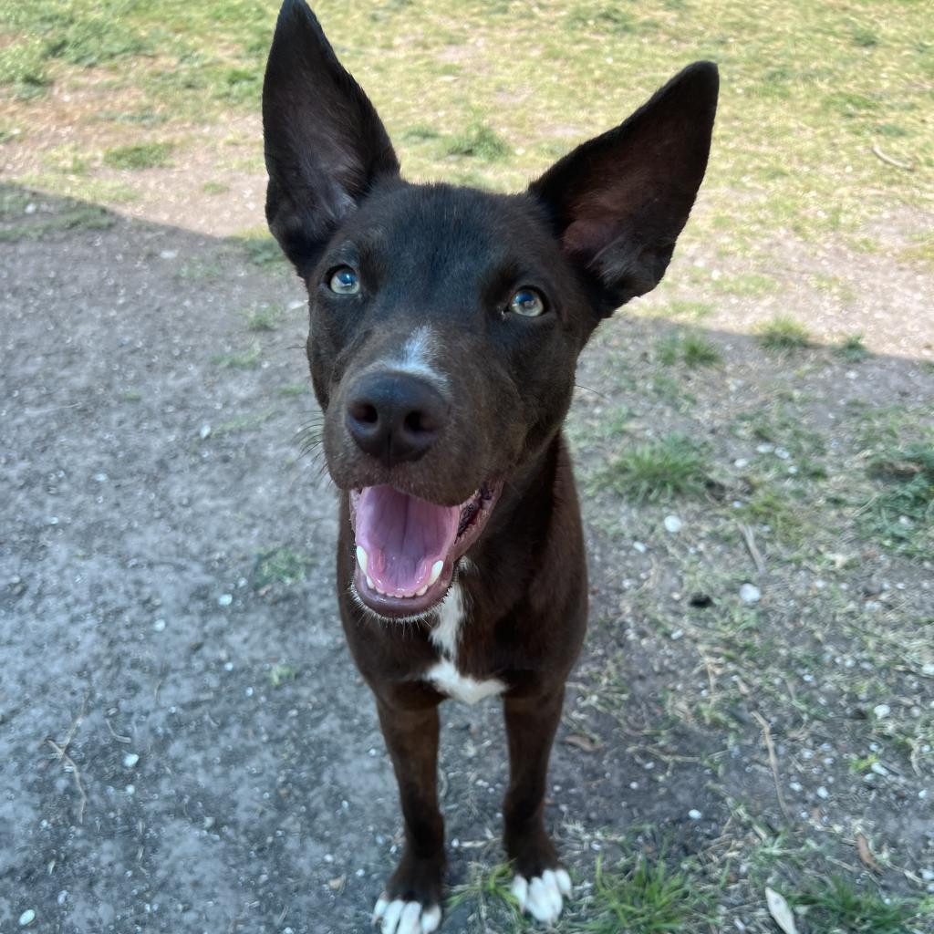 Shyla is available for adoption at Gulf Coast Humane Society