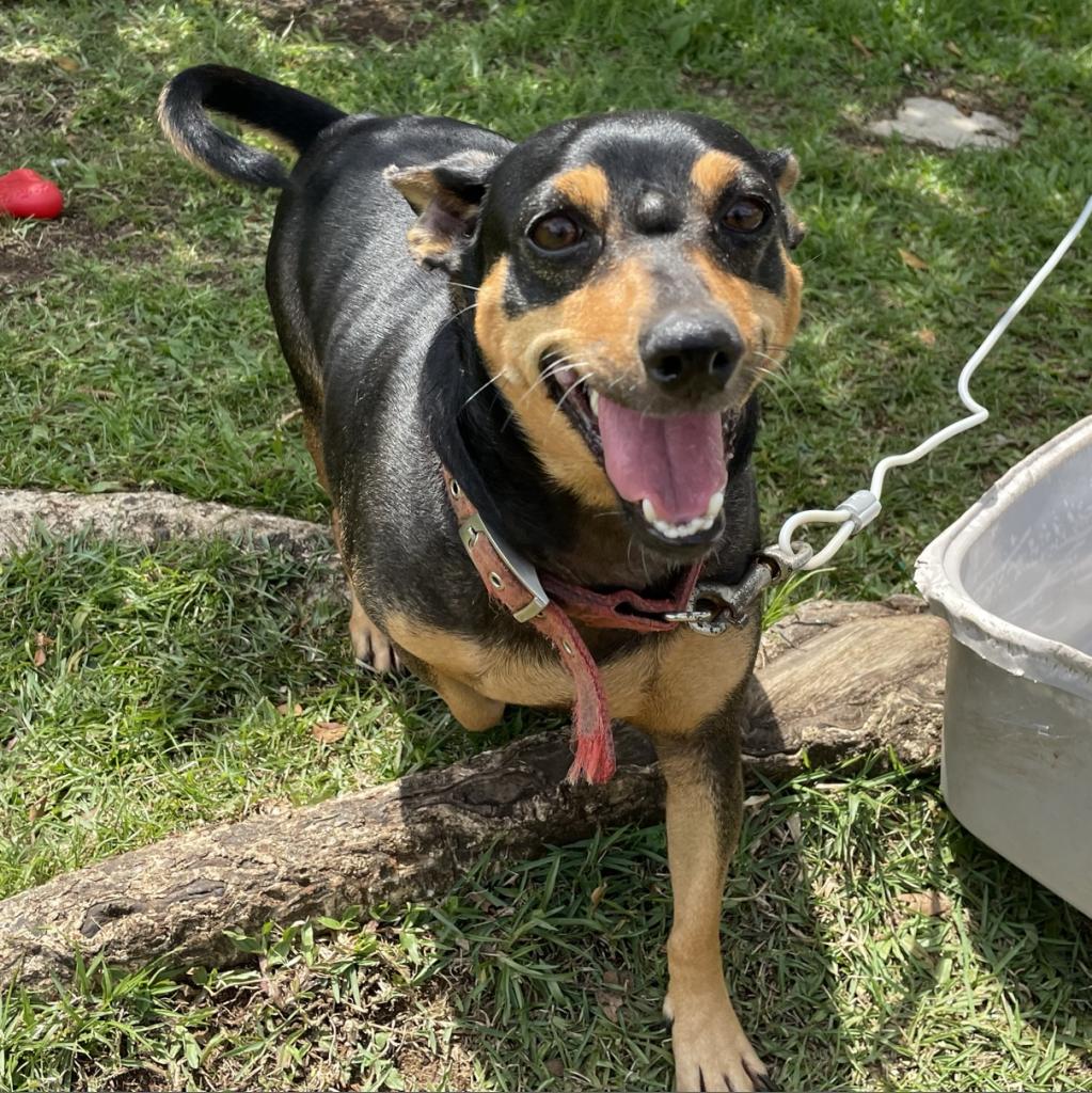 Whit Sox, Manchester Terrier / Dachshund mix