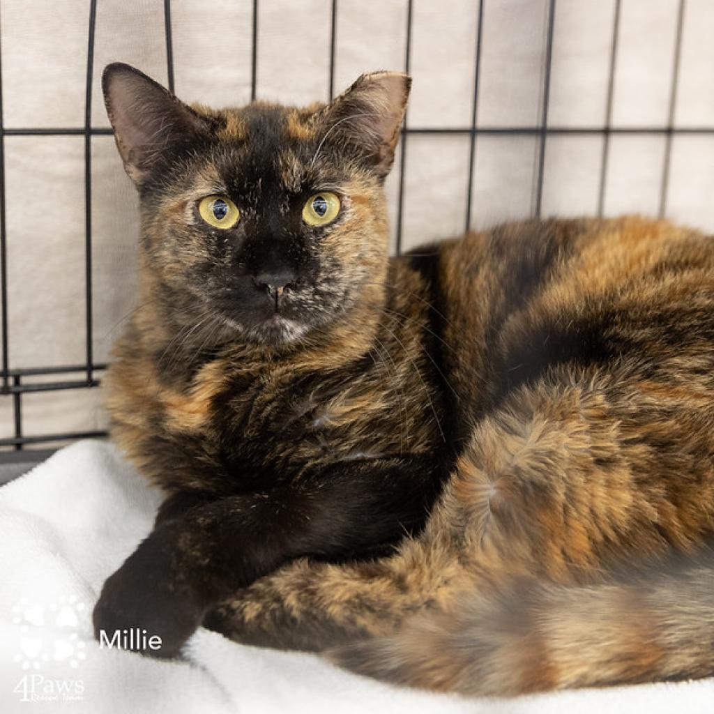 Cats for Adoption — MO4PAWS