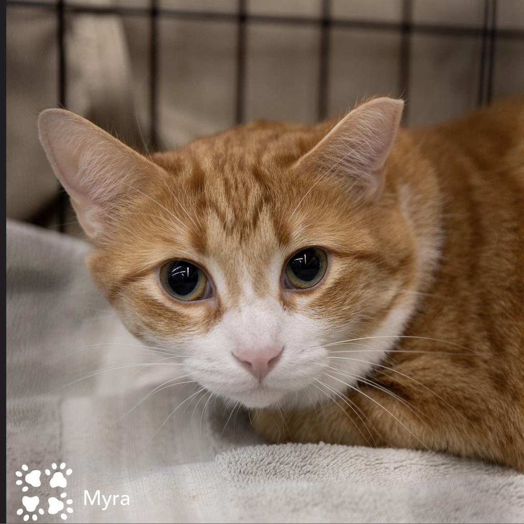 Cats for Adoption — MO4PAWS