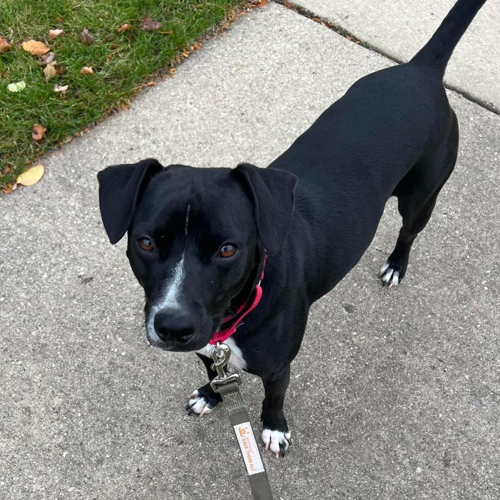 Stitch is available for adoption at Heartland Animal Shelter, NFP