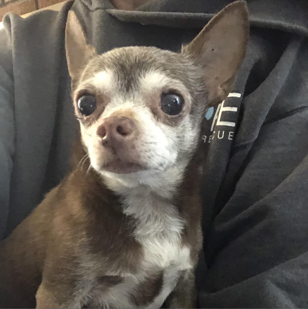 Oscar the hot sale blue chihuahua