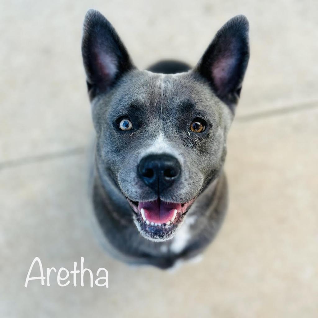 Keeping Busy on a Rainy Day - Humane Society of Northeast Georgia