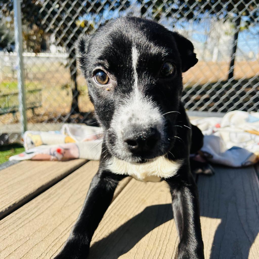 Keeping Busy on a Rainy Day - Humane Society of Northeast Georgia