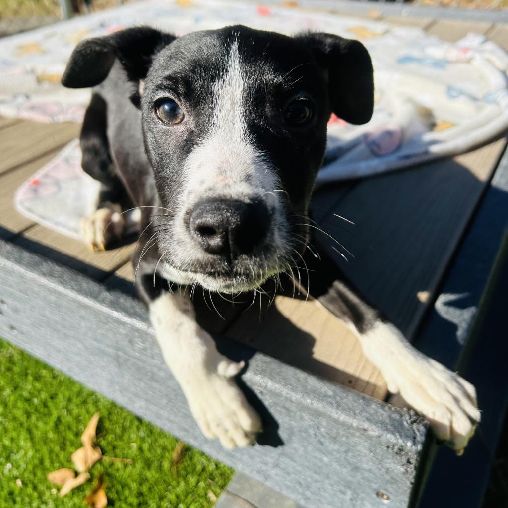 Keeping Busy on a Rainy Day - Humane Society of Northeast Georgia