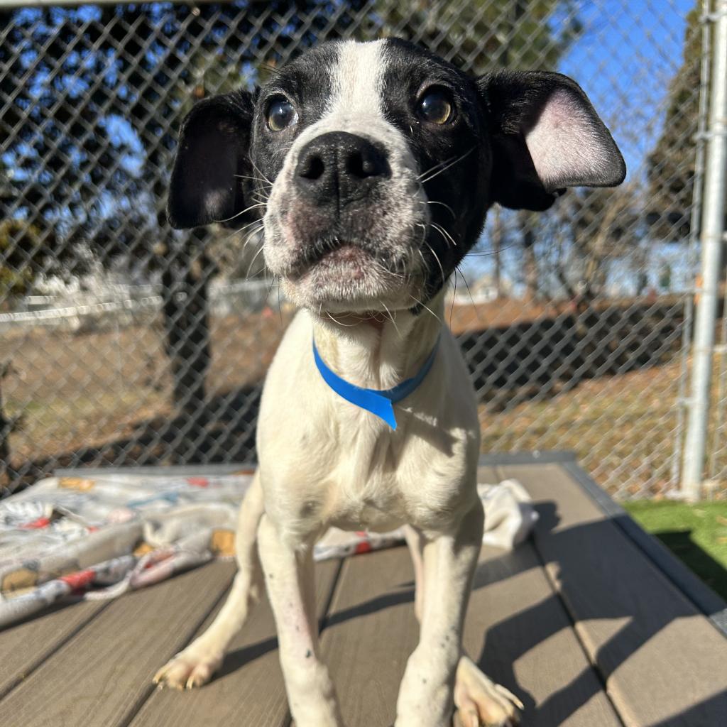 Keeping Busy on a Rainy Day - Humane Society of Northeast Georgia