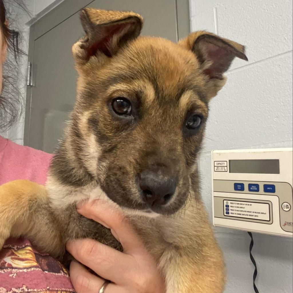 Trixie is available for adoption at Humane Society of Parkersburg