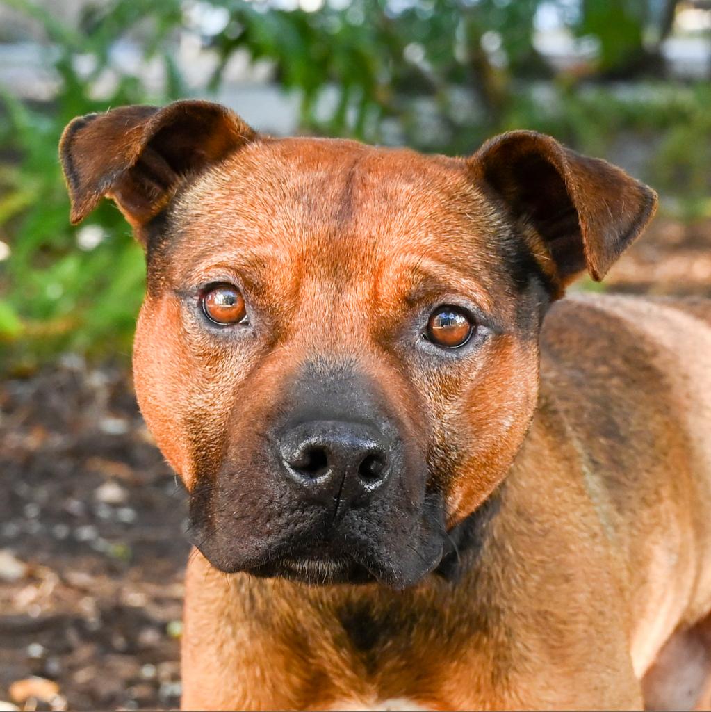 Dog for adoption - Hank, a Mixed Breed in Sarasota, FL