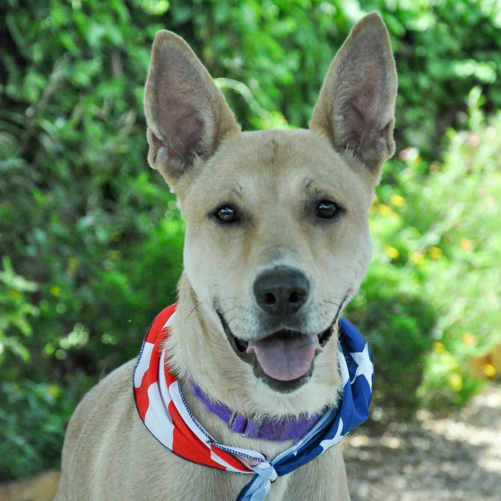 Dog for adoption - Hank, a Mixed Breed in Sarasota, FL