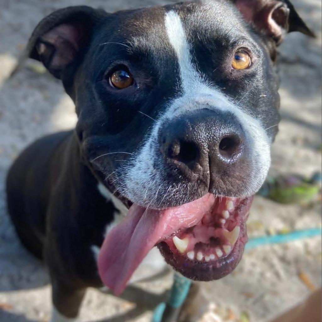 Dog for adoption - Hank, a Mixed Breed in Sarasota, FL