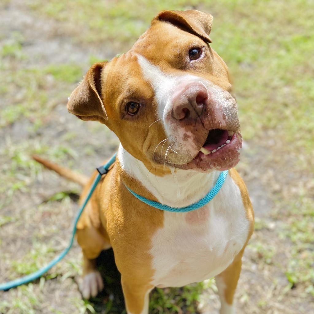 Dog for adoption - Hank, a Mixed Breed in Sarasota, FL