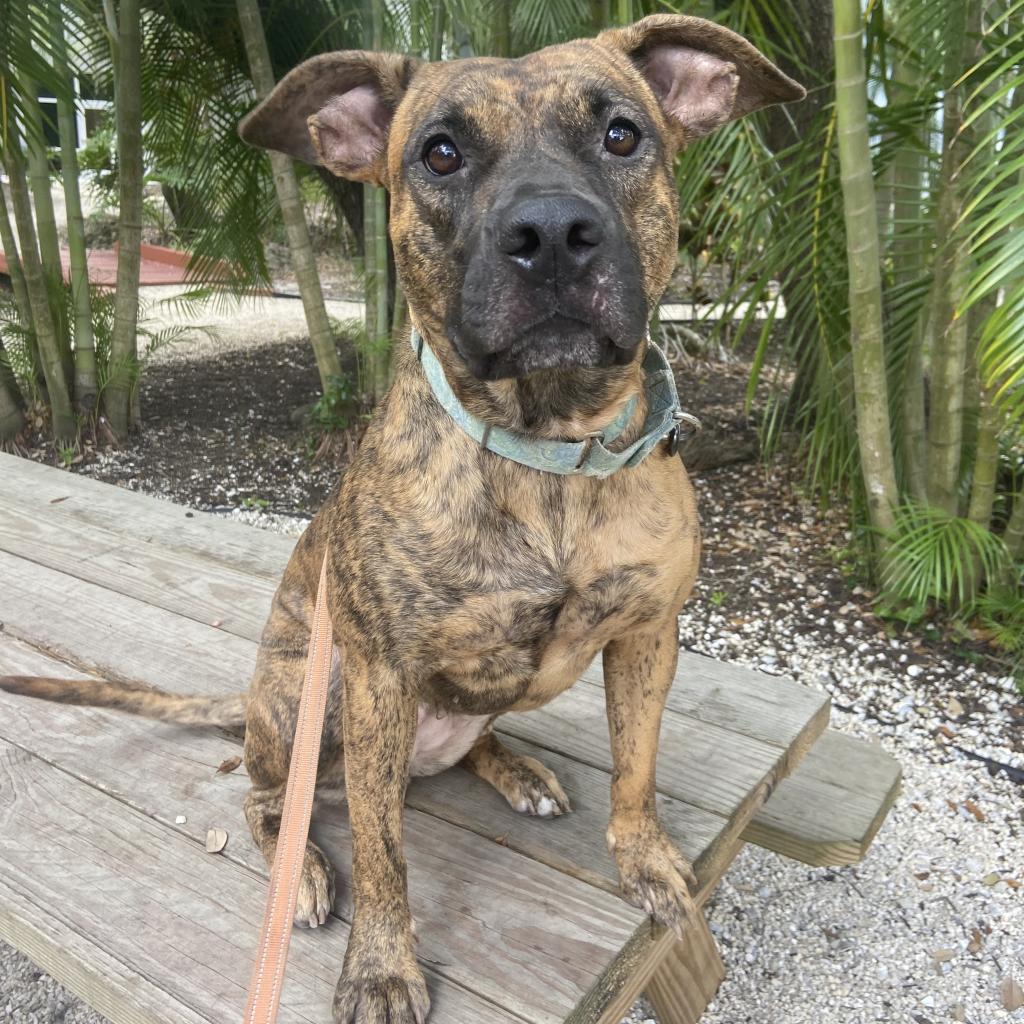 Dog for adoption - Hank, a Mixed Breed in Sarasota, FL