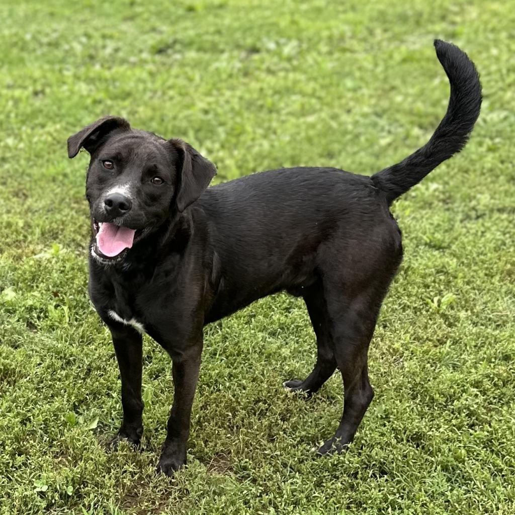 Black lab feist mix fashion